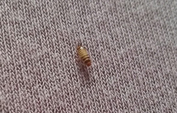 Was Ist Das In Meinem Schlafzimmer Insekten Schadlinge Larven
