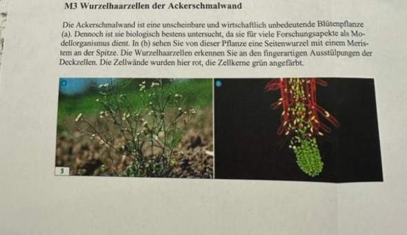 Bild zum Beitrag