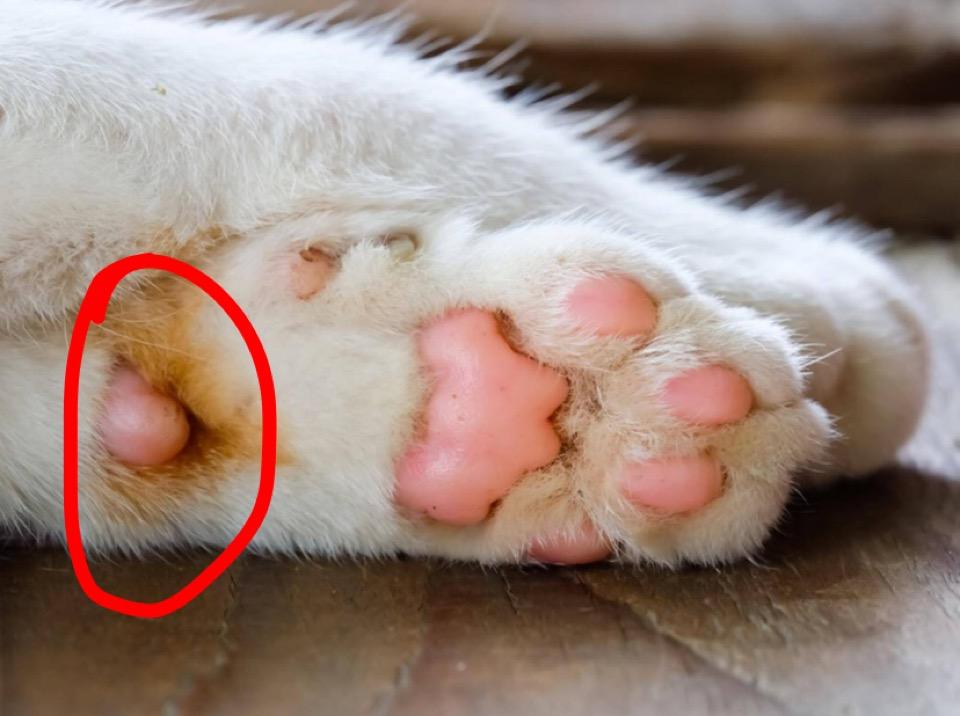 was ist das katzenpfote tiere katze haustiere