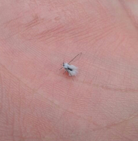 was ist das? kleine Fliege mit Pelz? (Freizeit, Tiere, Insekten)