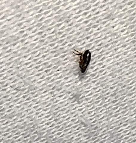 Springendes Insekt Was ist das? Kleines springendes Insekt im Bett gefunden? (Insekten ...