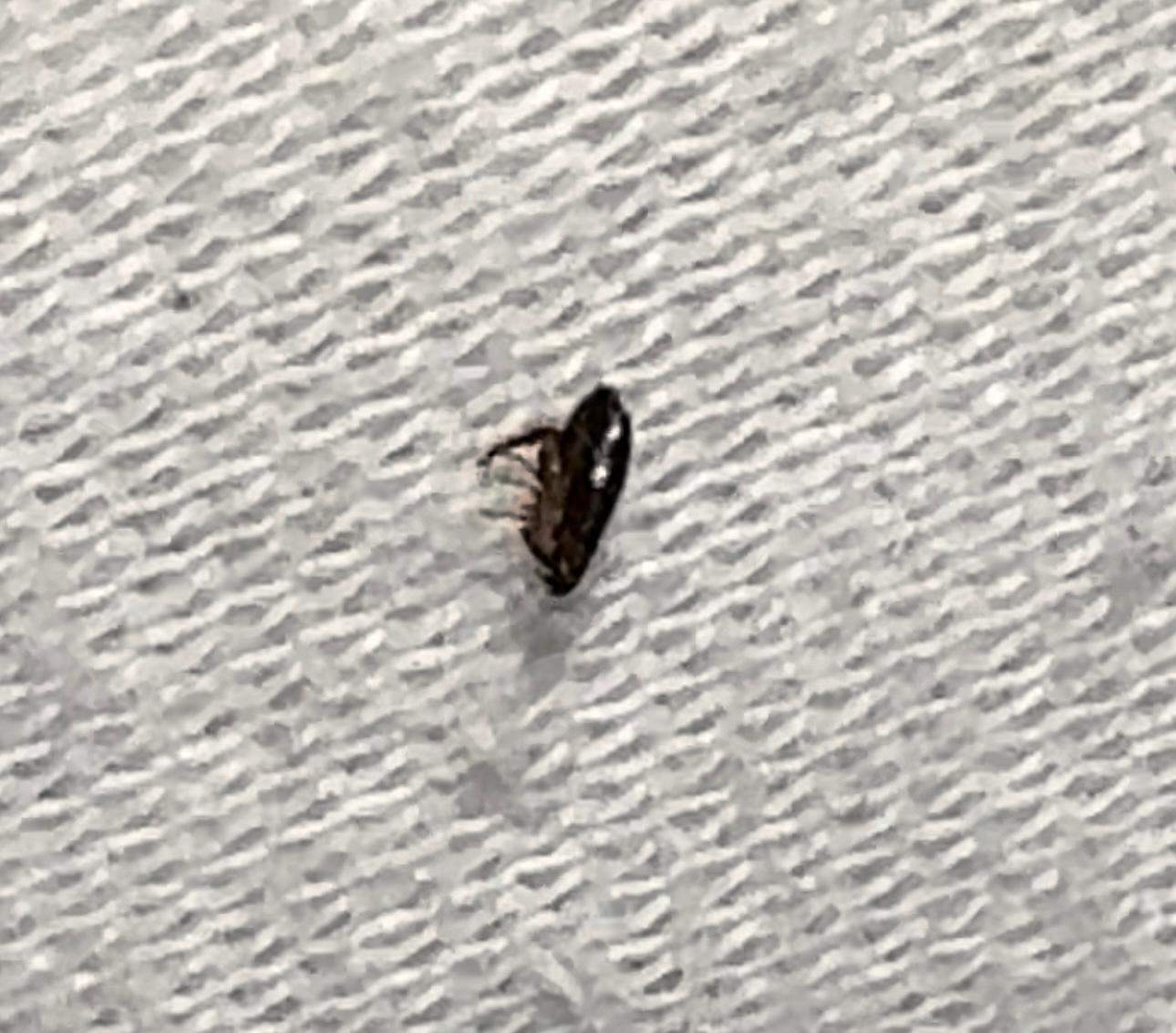 Springendes Insekt Was ist das? Kleines springendes Insekt im Bett gefunden? (Insekten ...