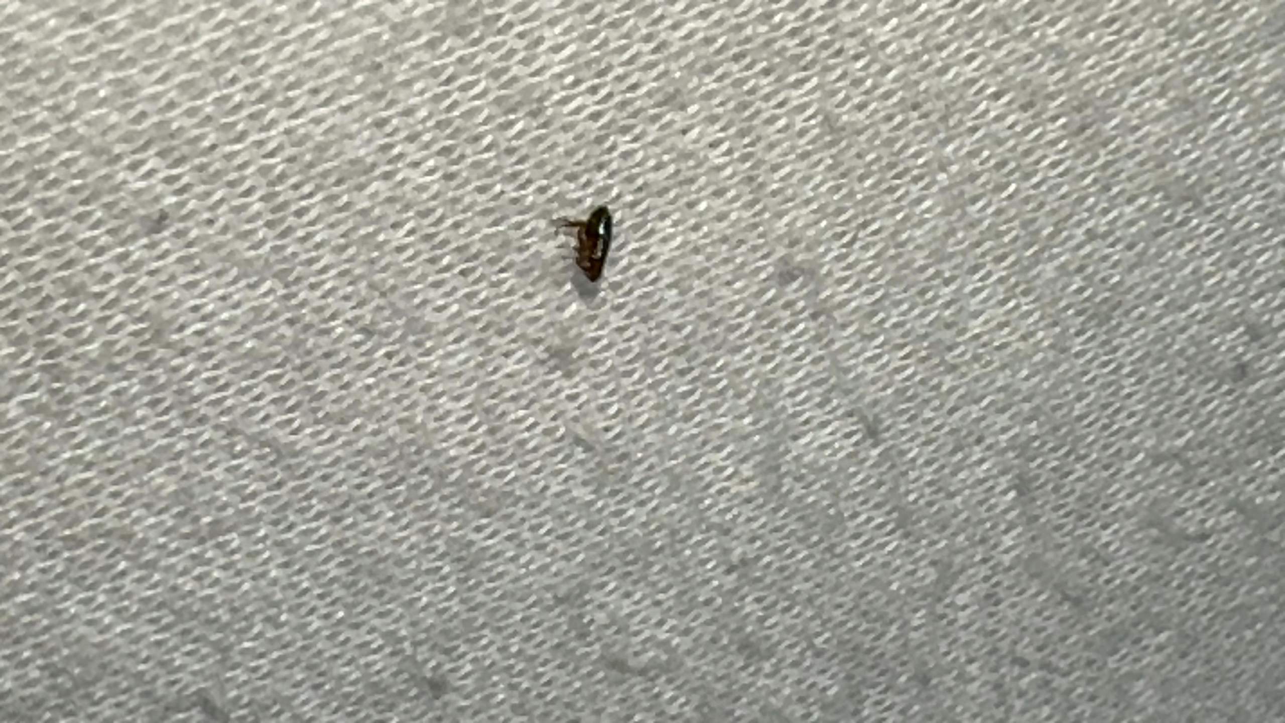 Springendes Insekt Was ist das? Kleines springendes Insekt im Bett gefunden? (Insekten ...