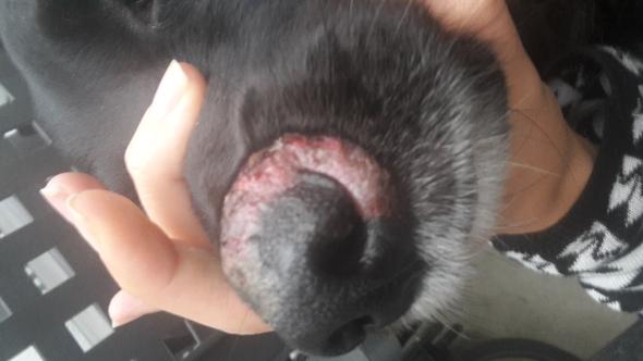 Komische Schwellung an der Schnauze vom Hund Was ist das? (Tiere