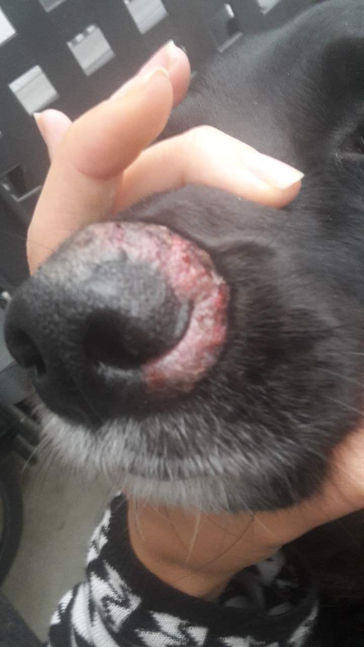 Komische Schwellung an der Schnauze vom Hund Was ist das? (Tiere