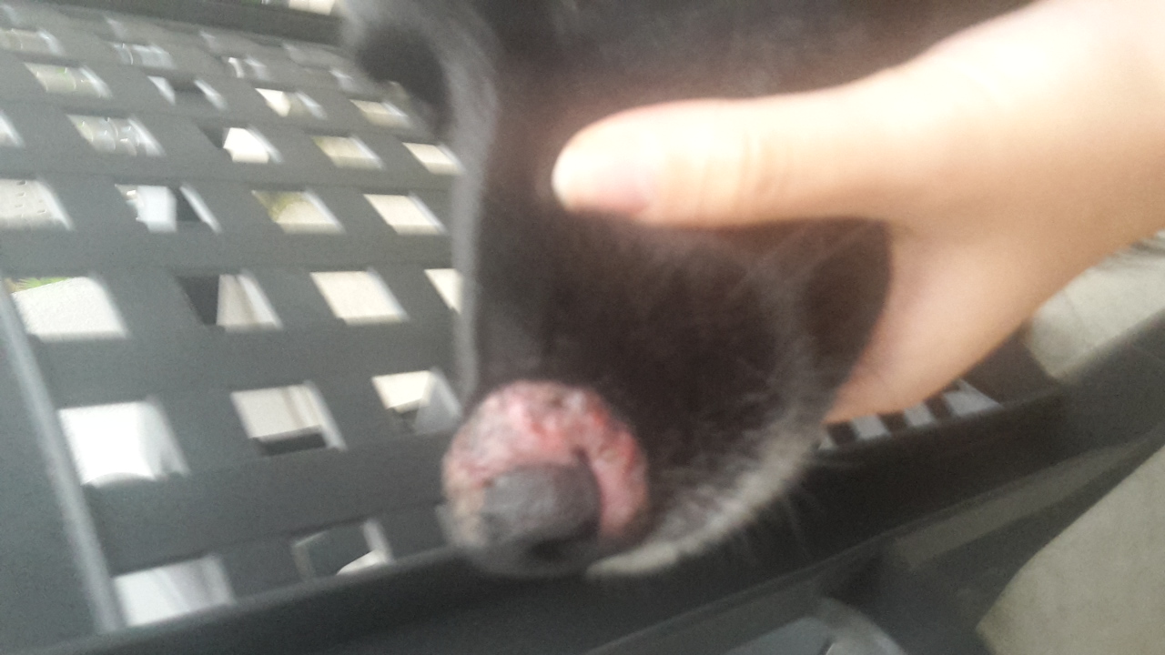 Komische Schwellung an der Schnauze vom Hund Was ist das? (Tiere