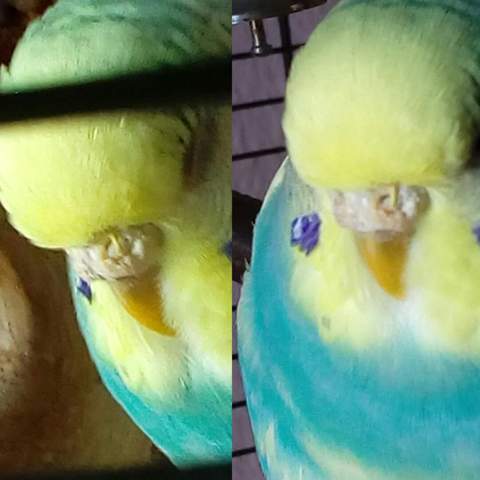 Was Ist Das Nasenloch Atmung Gesundheit Haustiere Vogel Was Ist Das Nasenloch Atmung Gesundheit Haustiere Vogel