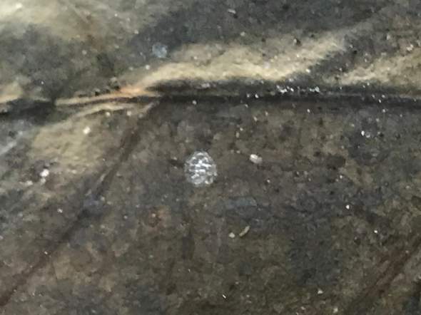 Was Ist Das Plotzlich An Meiner Aquarium Scheibe Aquaristik Was Ist Das Plotzlich An Meiner Aquarium Scheibe Aquaristik