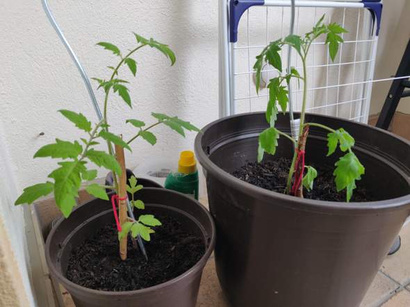 Was ist das Problem meiner Tomatenpflanze?