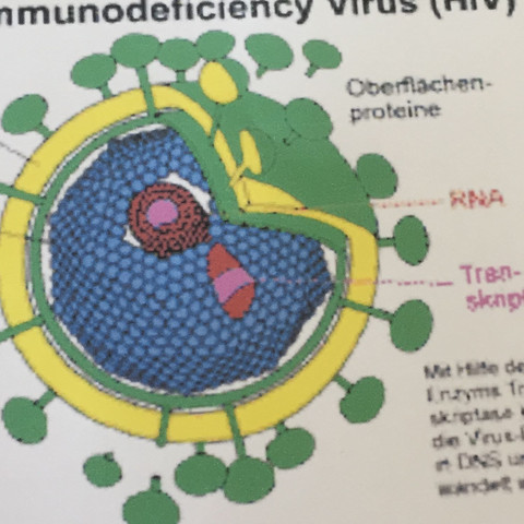 Das ist dieses RNA, könnt ihr mir bitte helfen , bin bisschen unter Zeitdruck 😅 - (Biologie, HIV)