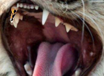 Katze Hat Schwarzes Zahnfleisch