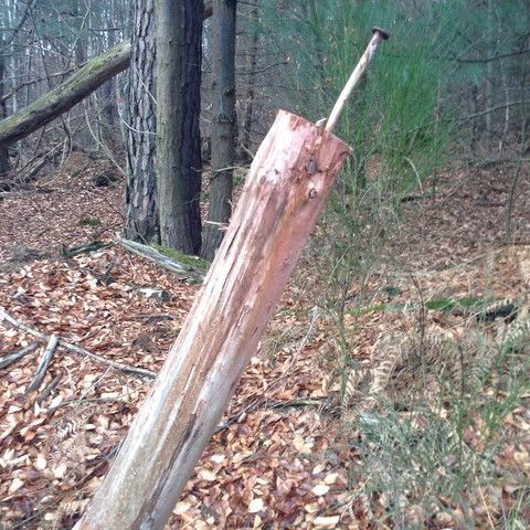 Bild 1 - (Natur, Baum, Wald)