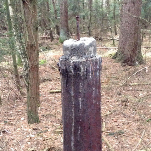 Bild 2 - (Natur, Baum, Wald)