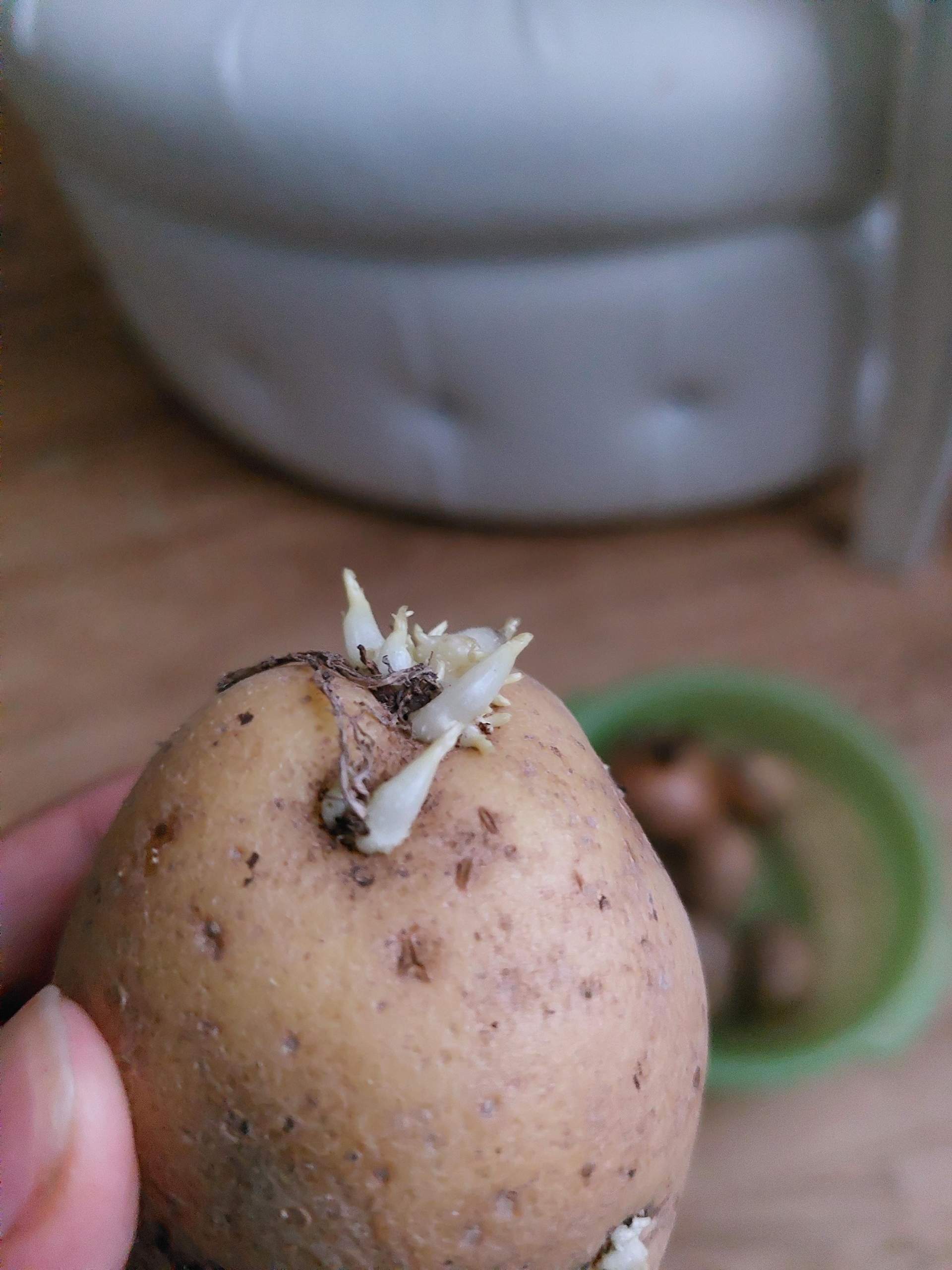 Was ist das und ist Kartoffel noch essbar/brauchbar? (Essen, kochen, Pflanzen)
