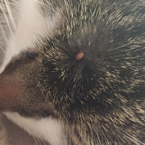 Zeckenkopf Stecken Geblieben Katze Zeckenkopf Bei Katze