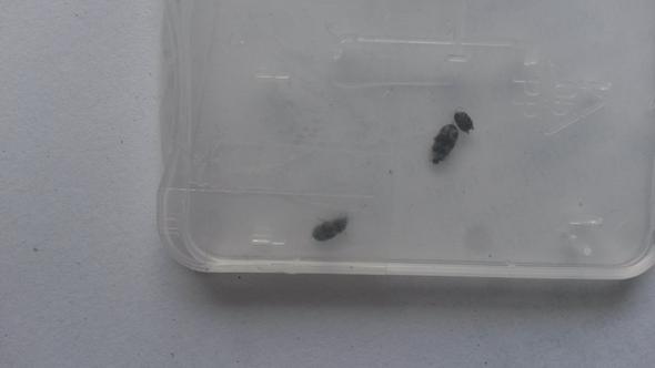 Was Ist Das Vllt Teppichkafer Und Konnen Meine Stiche Bisse Davon Kommen Kafer Schadlinge Stich