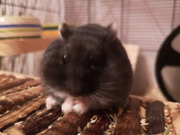 Was ist das, was mein Hamster am Auge hat? Soll ich zum