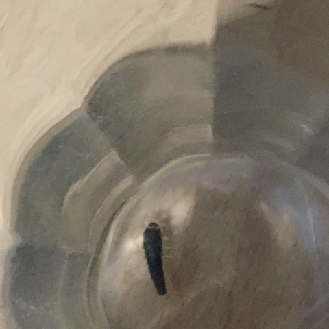 Hat Fühler und ist schnell - (Insekten, Zimmer)
