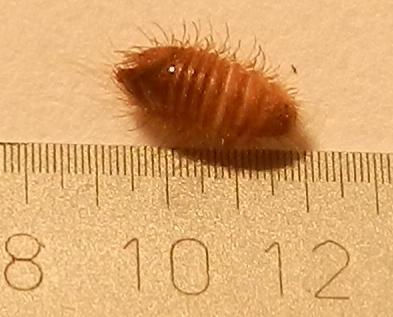 Raupe durch Fadenzähler fotografiert - (Tiere, Insekten, raupe)