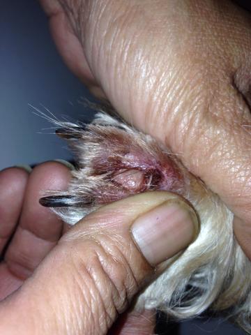 - (Hund, Verletzung, verletzt)