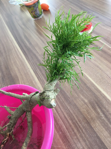 Baumart? - (Natur, Baum)