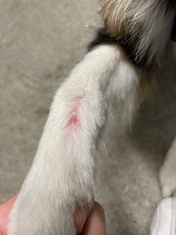 Was ist das(nur eine Verletzung?)? (Gesundheit und Medizin, Hund, Pfote)