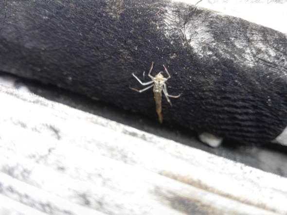 Was Ist Dass Fur Ein Tier Krebs Unterwasser Tiere Biologie