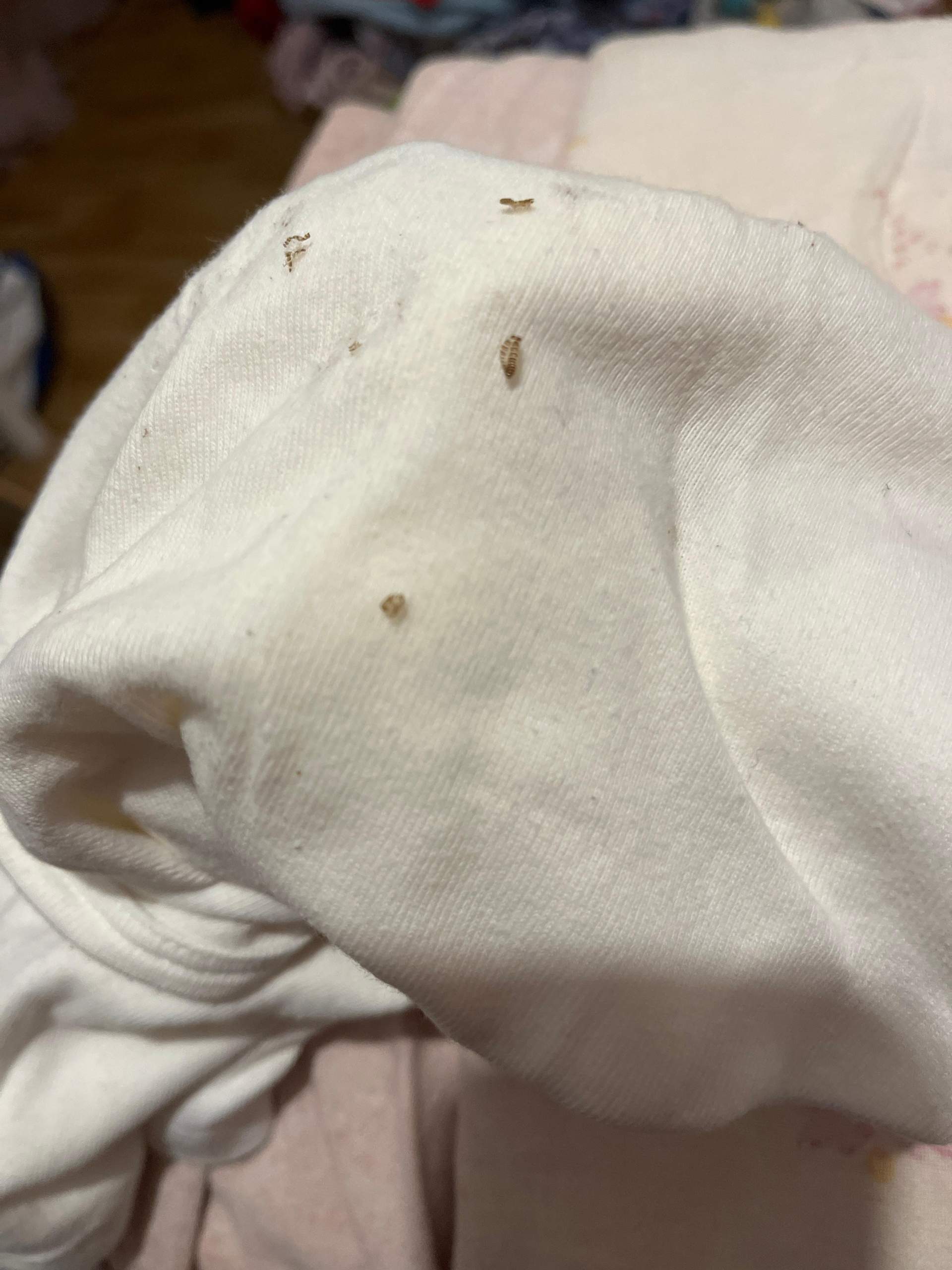 Was ist das?Schädling? (Schädlinge, Insektenbestimmung, ungezieferinwohnung)