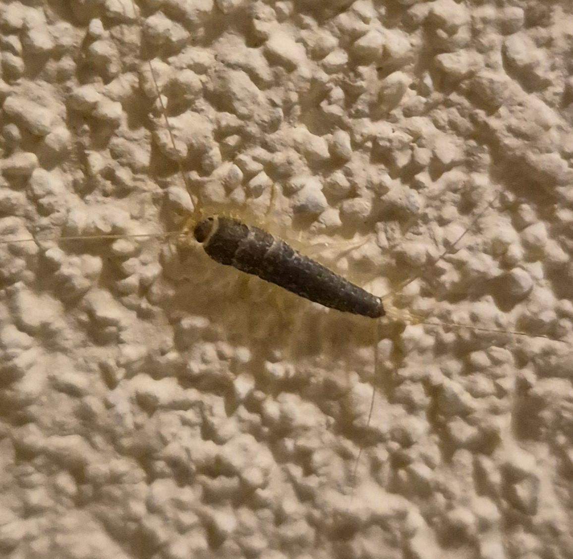 Was ist denn das für ein Tier bzw. Insekt? (Tiere, Biologie, Insekten)