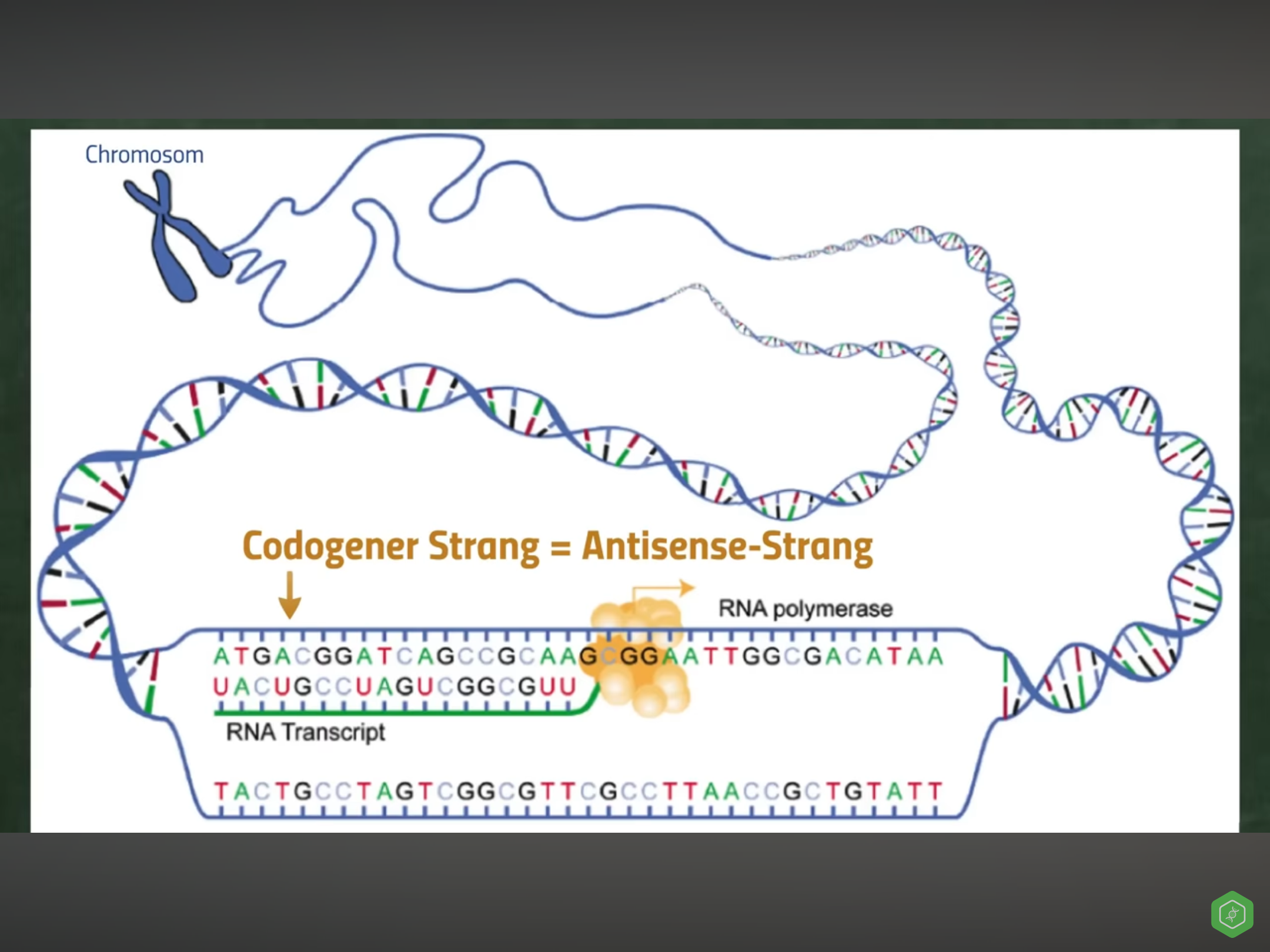 Was ist der dritte strang? (Menschen, Bio, Genetik)