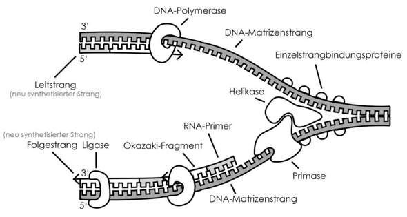 Was ist der Leitstrang und Folgestrang bei der DNA-Replikation?