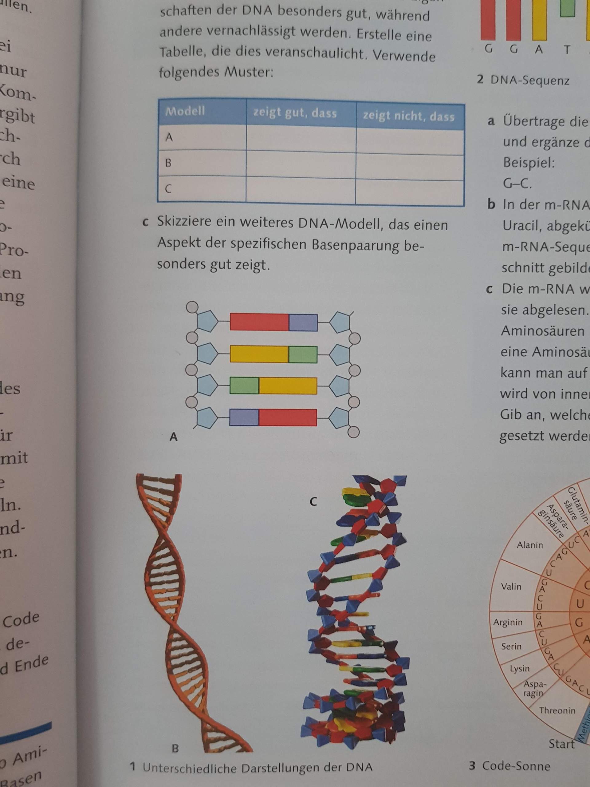 Was ist der unterschied zwischen diesen DNA Modellen? (Schule, Biologie)