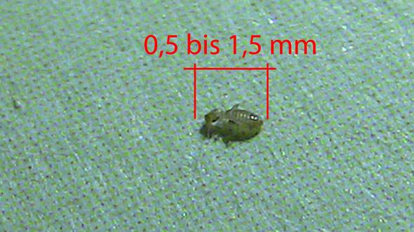 Was Ist Des Fur Eine Schadlings Larve In Der Matratze Insekten Schadlinge Larven