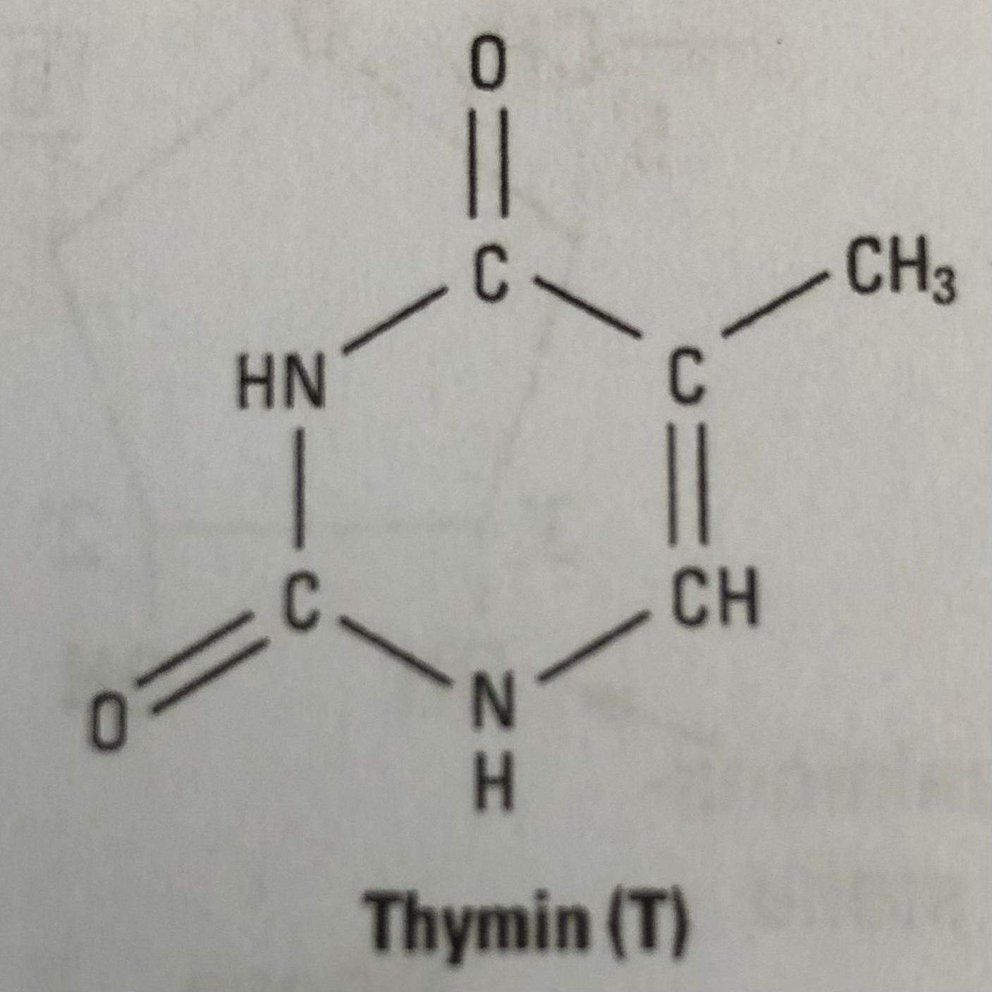 Definition Tyt: Thymin – Thymin Zusammensetzung – WVRI