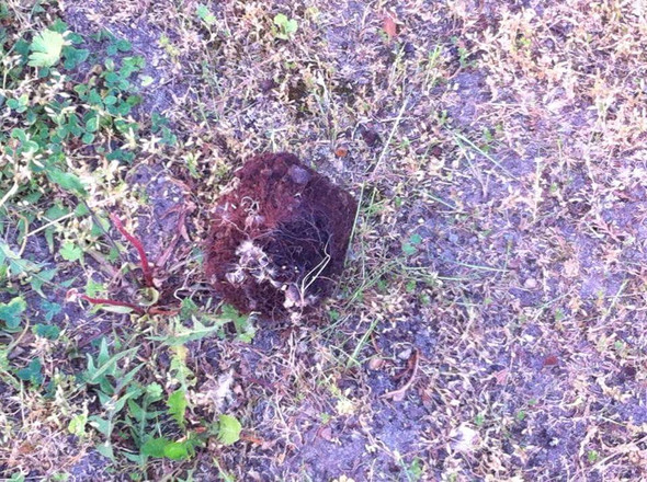 was ist das - (Garten, Kugel)