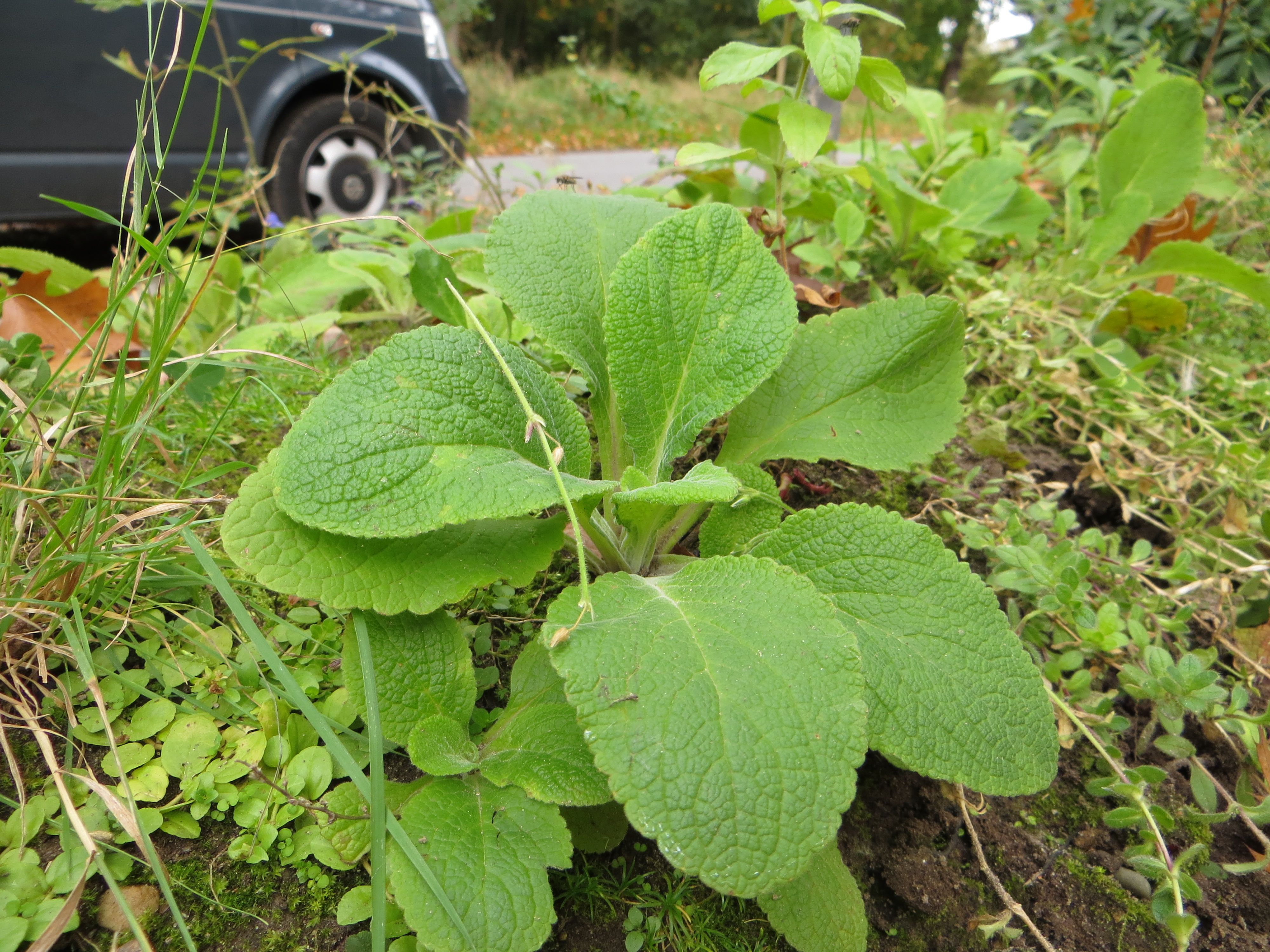 Was ist diese Pflanze? (siehe Bilder) (Pflanzen, Garten, Unkraut) Was ist diese Pflanze? (siehe Bilder) (Pflanzen, Garten, Unkraut)