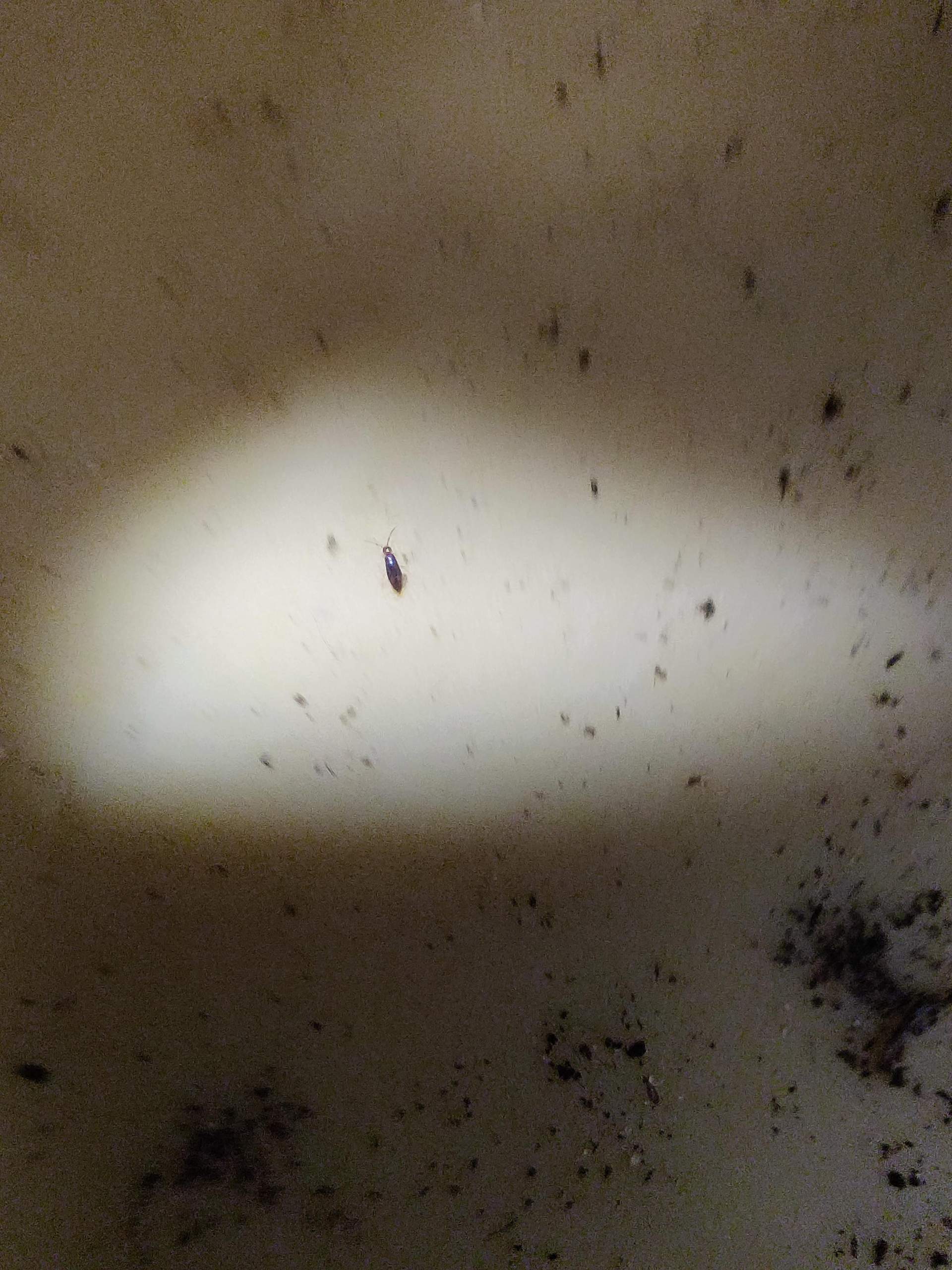 Was ist dieses kleine Ungeziefer? (Küche, Insekten, Schädlinge)