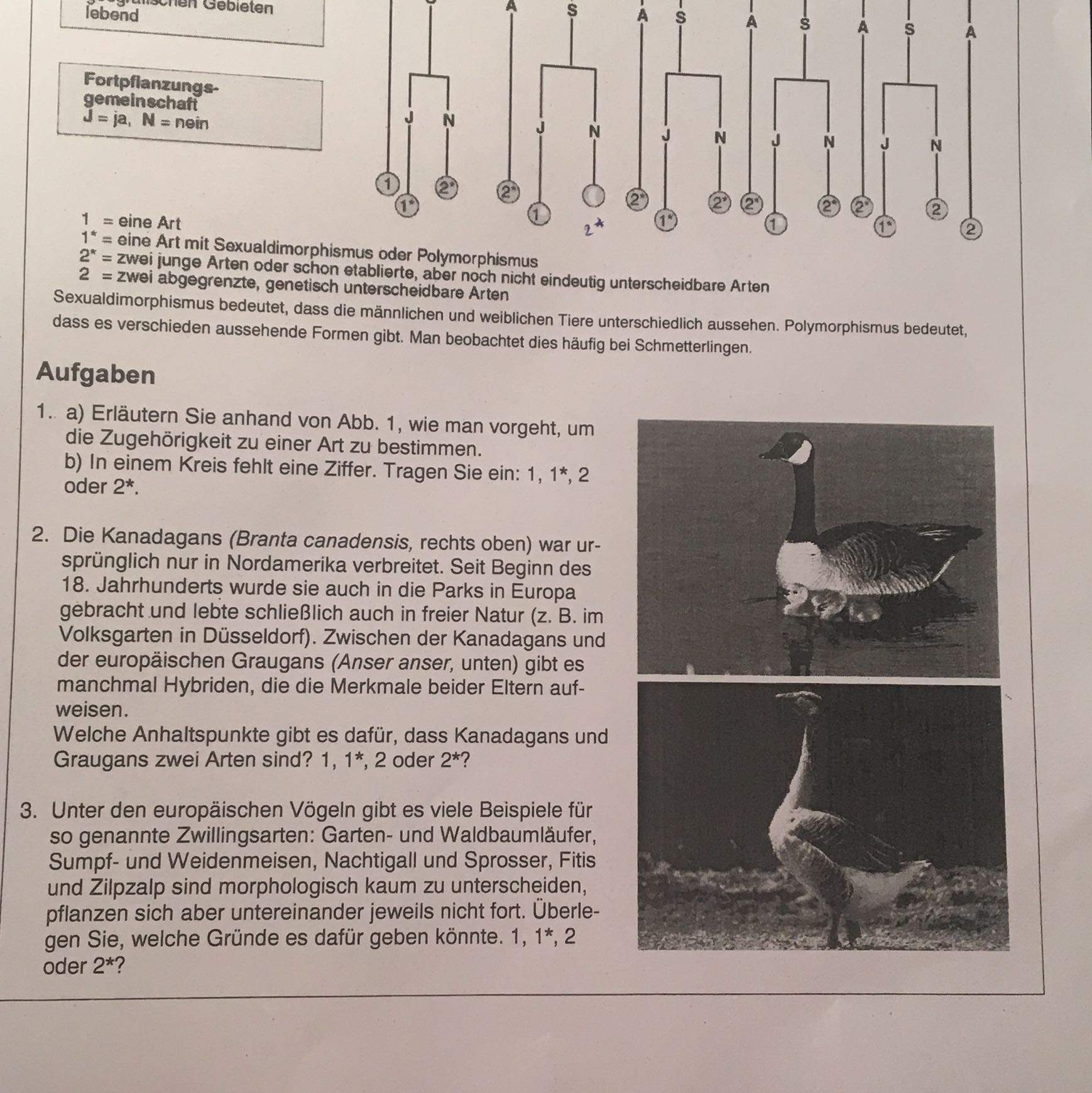 Was Ist Eine Art Biologie Was ist eine Art(Biologie, Evolution)? (Gymnasium, Oberstufe, Aufgabe)