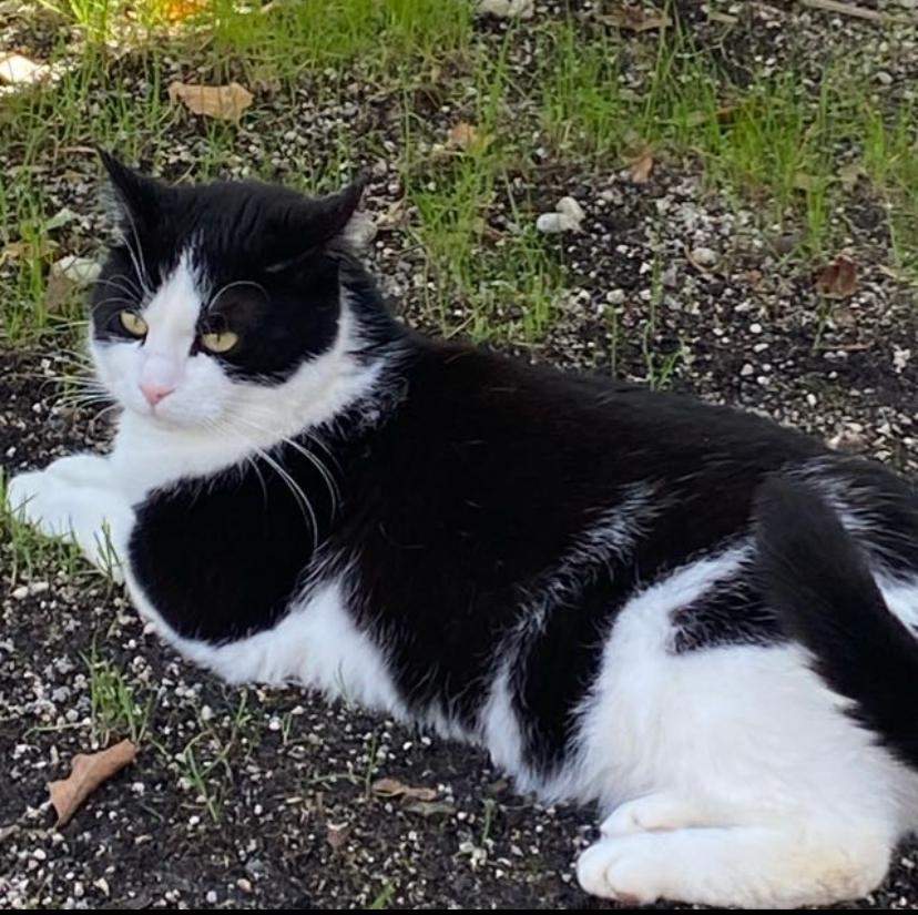 Was ist euer Lieblingstier? Erzählt's mir!?!? (Psychologie, Tiere, Biologie)