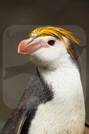 - (Pinguin, Pinguinart)