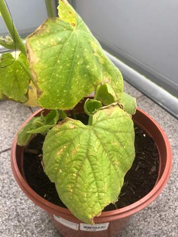 Was ist falsch mit meiner Gurkenpflanze?