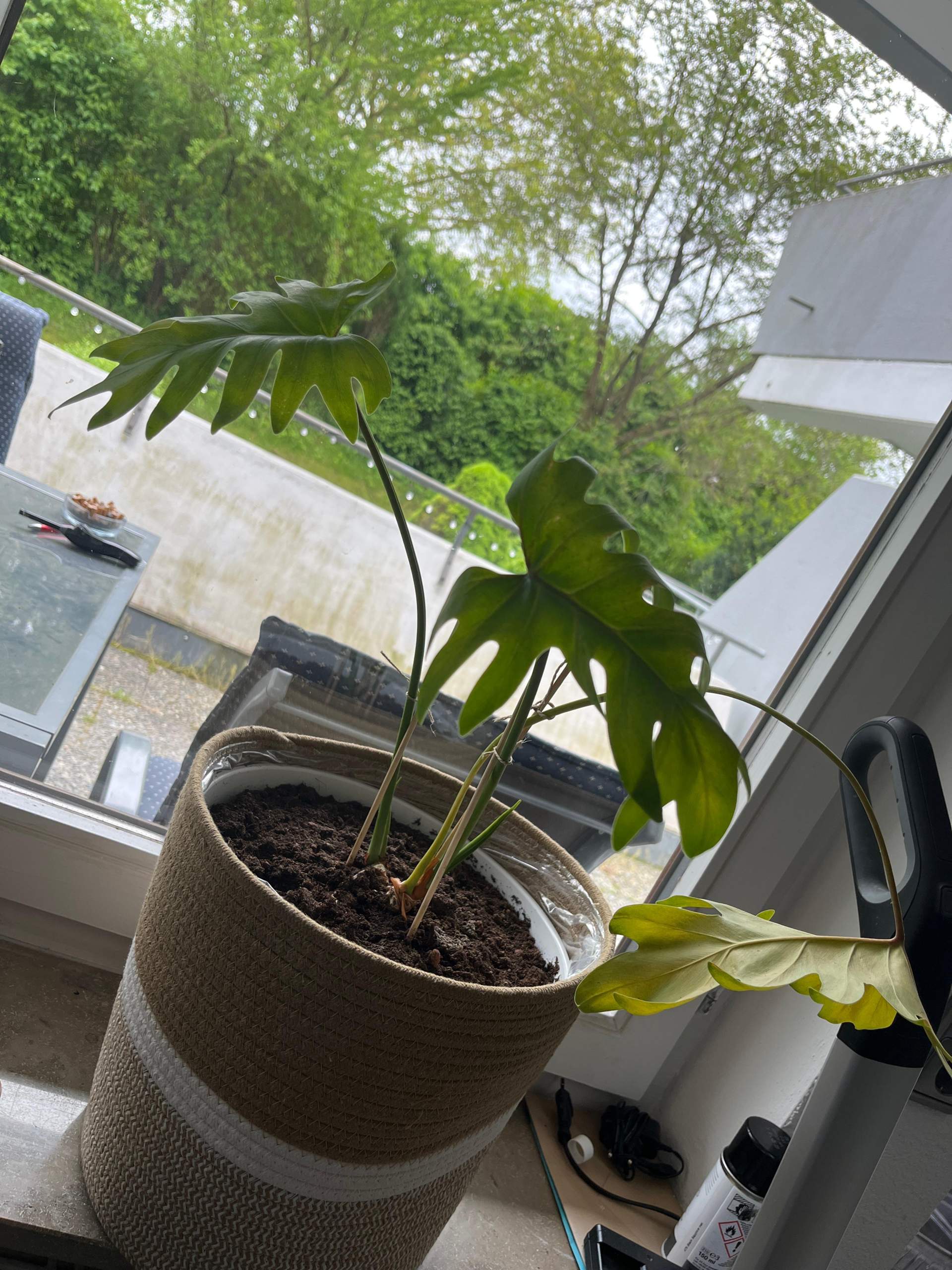 Was ist falsch mit meiner Philodendron Xanadu? (Pflanzen, Blumen,  Pflanzenpflege)