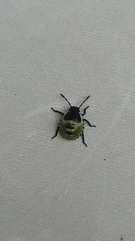 Was ist fas für ein grün schwarzer kleiner käfer?
