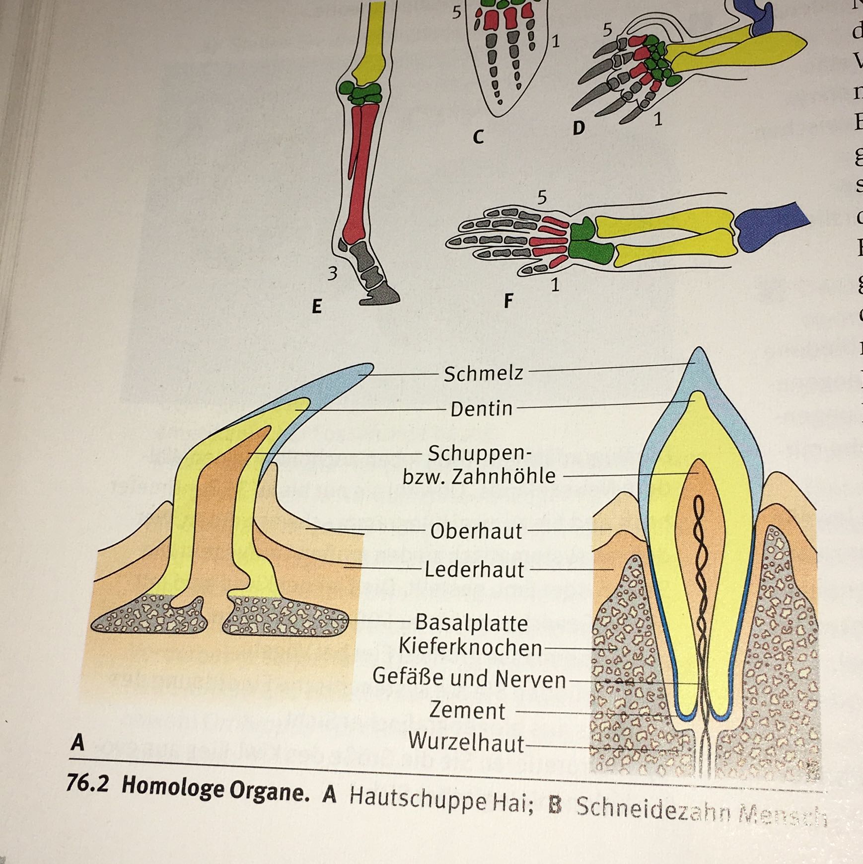 Was Ist Genau Mit Den Gemeinsamen Vorfahren Gemeint Bei Der