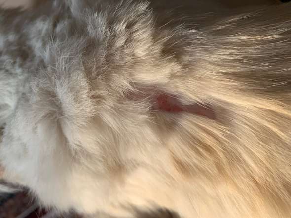 Was Ist Hier Passiert Am Fell Tiere Katze