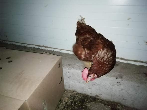 Was ist los mit diesem Huhn?