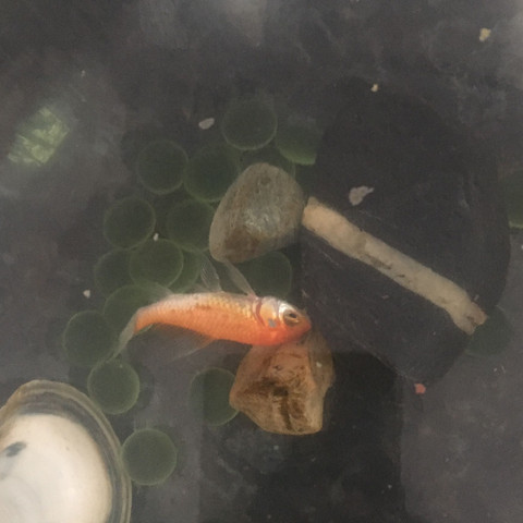 Was Ist Los Mit Meinem Goldfisch Krank Fische Schwimmen