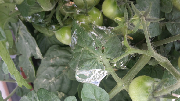 Bild - (Garten, Schädlinge, Tomaten)
