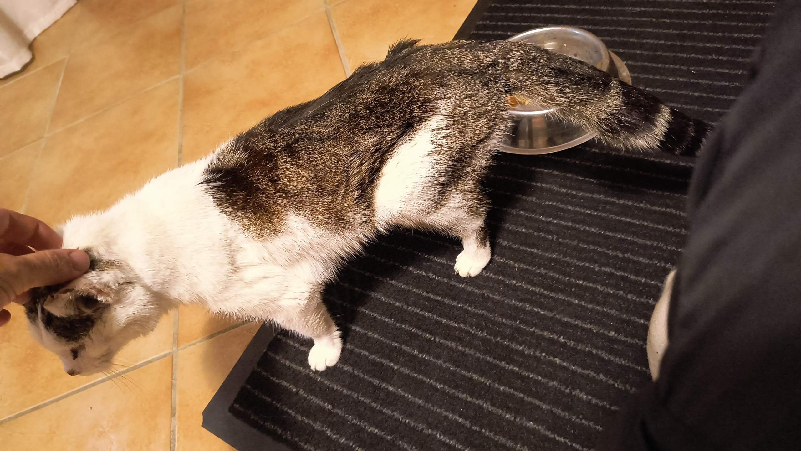 Was ist los mit meiner Katze? (Tiermedizin, Hauskatze, Tierschutz)