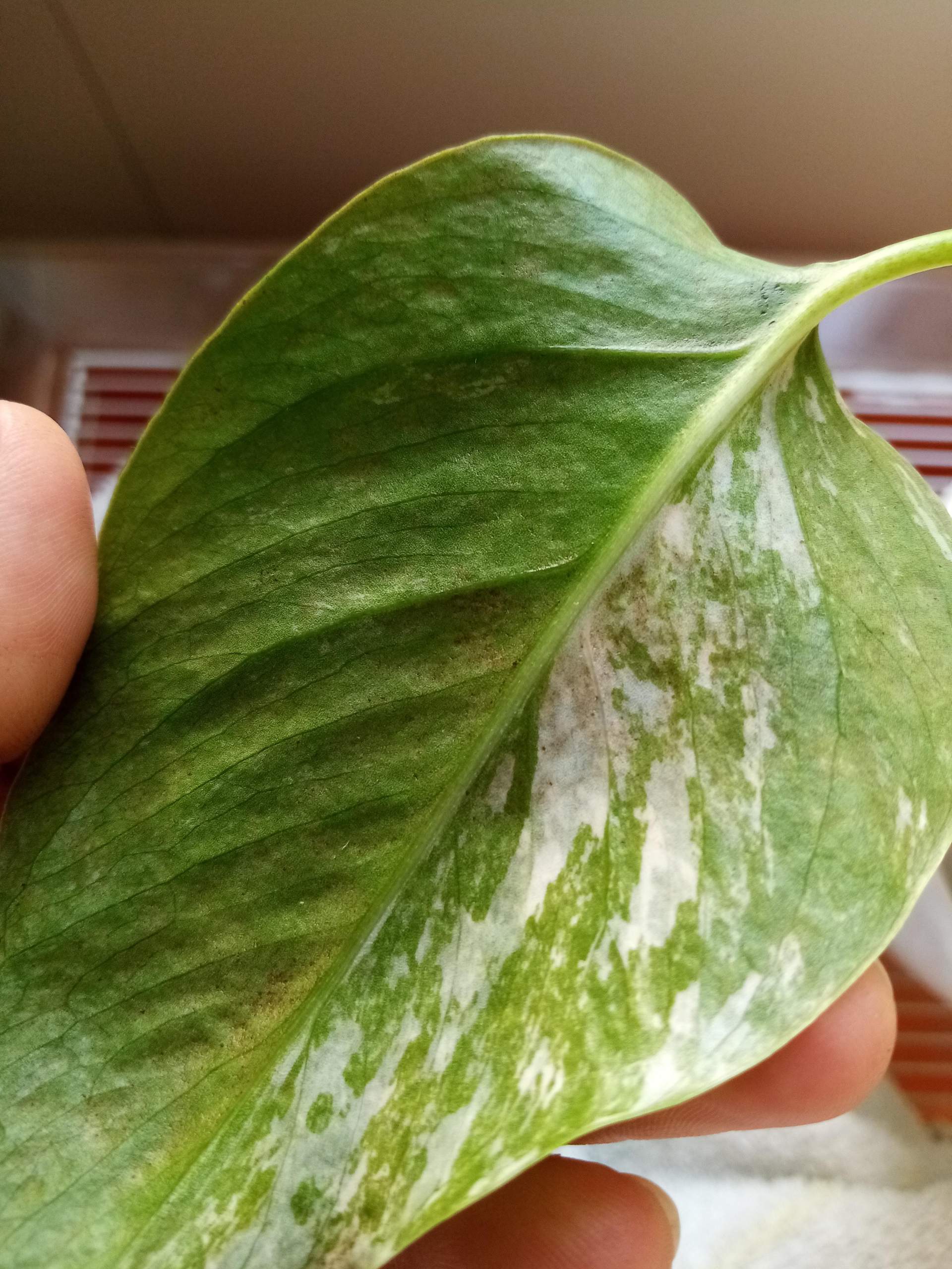 Was ist los mit meiner Monstera? (Pflanzen, Pflanzenpflege, Zimmerpflanzen)